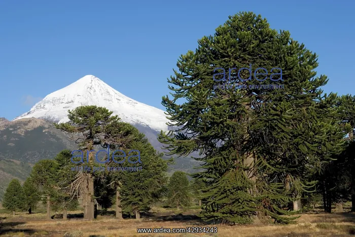 : Argentina - Lanin Volcano (3, 776 m) and Araucaria : Argentina - Lanin Volcano (3, 776 m) and Araucaria