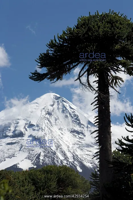 : Argentina - Lanin Volcano (3, 776 m) and Araucaria : Argentina - Lanin Volcano (3, 776 m) and Araucaria