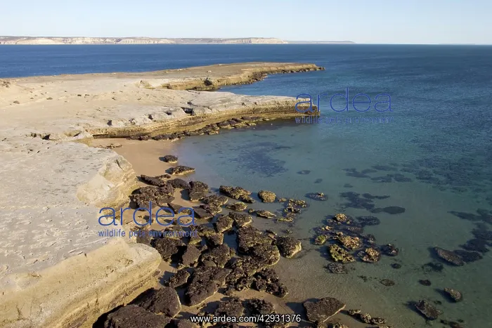 : Argentina - low tide in Golfo Nuevo, at Punta Pardela : Argentina - low tide in Golfo Nuevo, at Punta Pardela