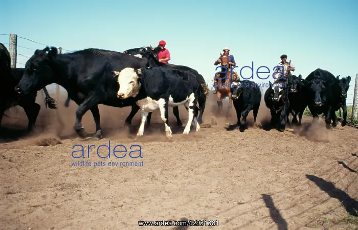 : Argentina - men on horses rounding up livestock : Argentina - men on horses rounding up livestock