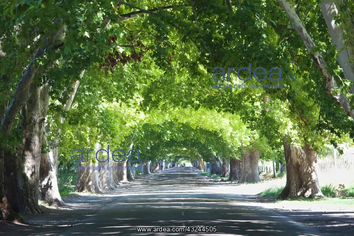 : Argentina, Mendoza Province, Lujan de Cuyo : Argentina, Mendoza Province, Lujan de Cuyo