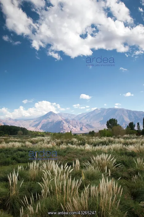 : Argentina, Mendoza Province, Uspallata : Argentina, Mendoza Province, Uspallata