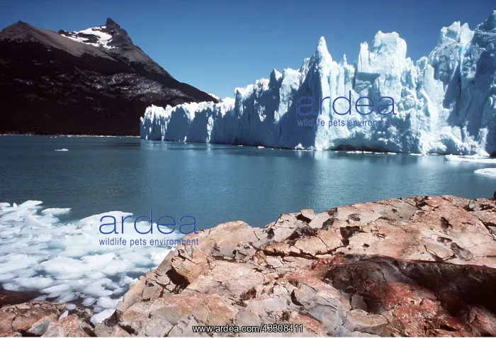 : Argentina, Moreno Glacier : Argentina, Moreno Glacier