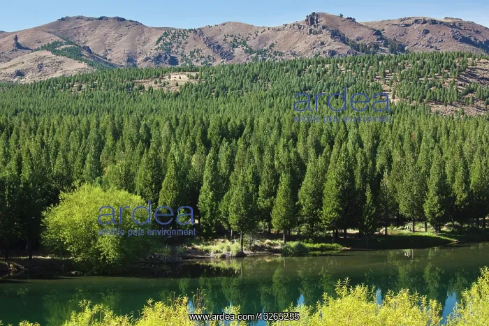 : Argentina, Neuquen Province, Confluencia : Argentina, Neuquen Province, Confluencia
