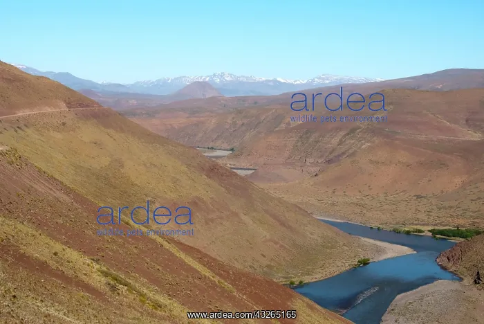 : Argentina, Neuquen, typical landscape of : Argentina, Neuquen, typical landscape of