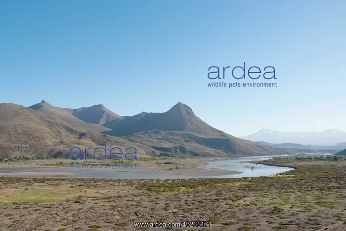 : Argentina, Neuquen, typical landscape of : Argentina, Neuquen, typical landscape of