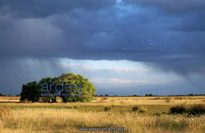 : ARGENTINA - Pampa - ombu bush / tree : ARGENTINA - Pampa - ombu bush / tree