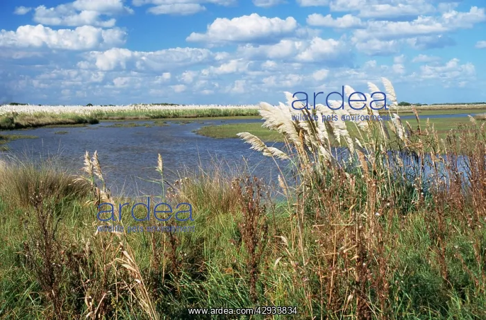 : ARGENTINA - Pampa River, Salado Depression : ARGENTINA - Pampa River, Salado Depression
