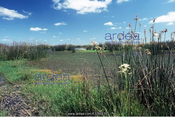 : ARGENTINA - PAMPA WETLANDS : ARGENTINA - PAMPA WETLANDS