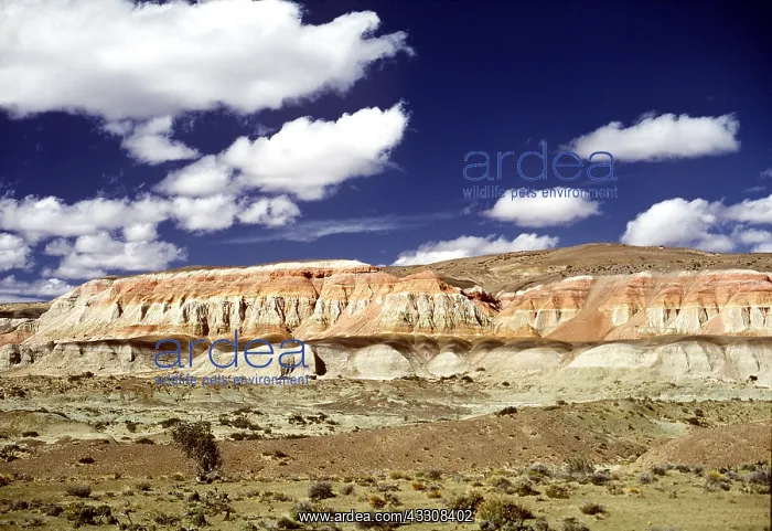 : ARGENTINA - Patagonia Desert - Chubut Province : ARGENTINA - Patagonia Desert - Chubut Province