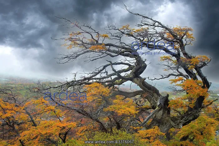 : Argentina, Patagonia. Fierce winds have shaped these trees : Argentina, Patagonia. Fierce winds have shaped these trees