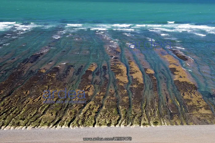  : Argentina, Patagonia, Province Chubut: Valdes Peninsula.Low