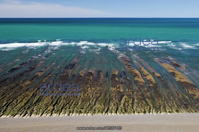  : Argentina, Patagonia, Province Chubut: Valdes Peninsula.Low