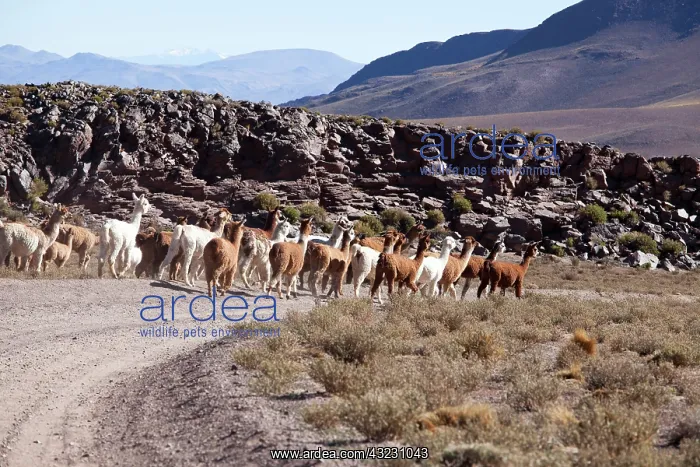 : Argentina, Province Catamarca, llamas in : Argentina, Province Catamarca, llamas in