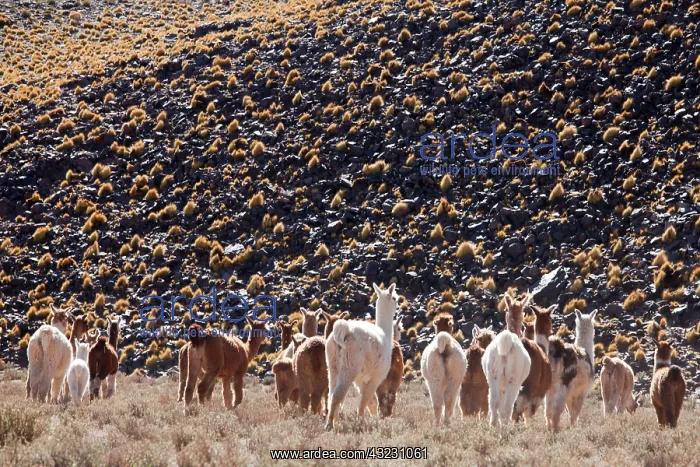 : Argentina, Province Catamarca, llamas in : Argentina, Province Catamarca, llamas in