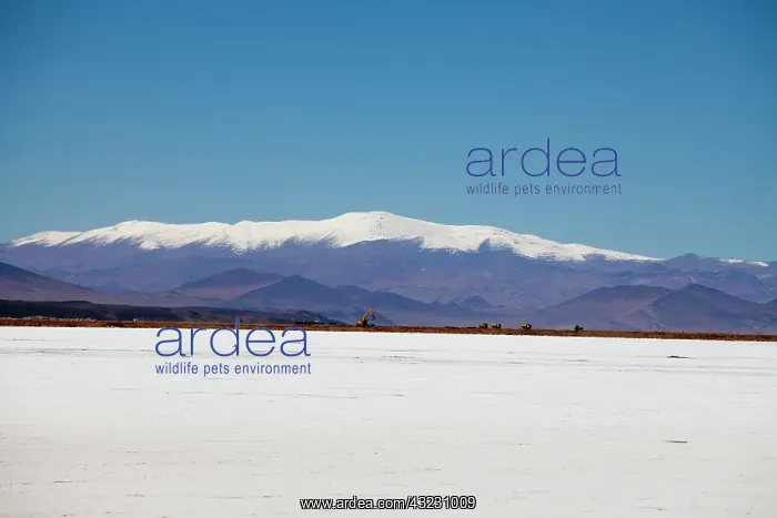 : Argentina, Province Catamarca, region Antofagasta : Argentina, Province Catamarca, region Antofagasta