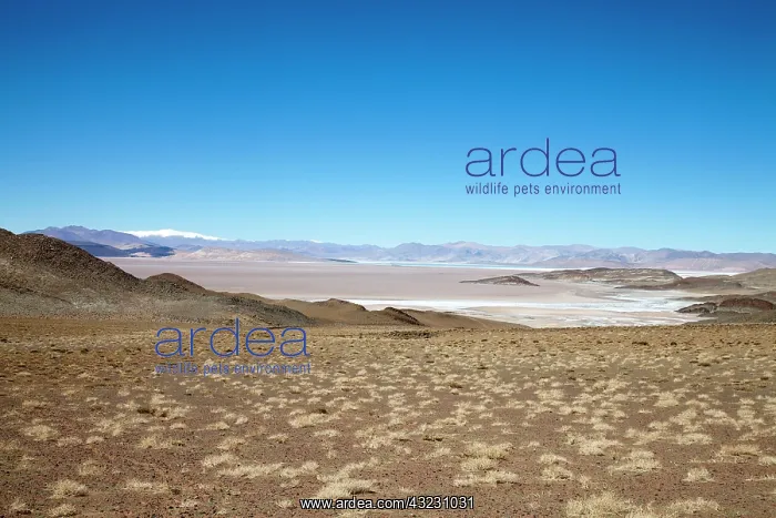 : Argentina, Province Catamarca, region Antofagasta : Argentina, Province Catamarca, region Antofagasta