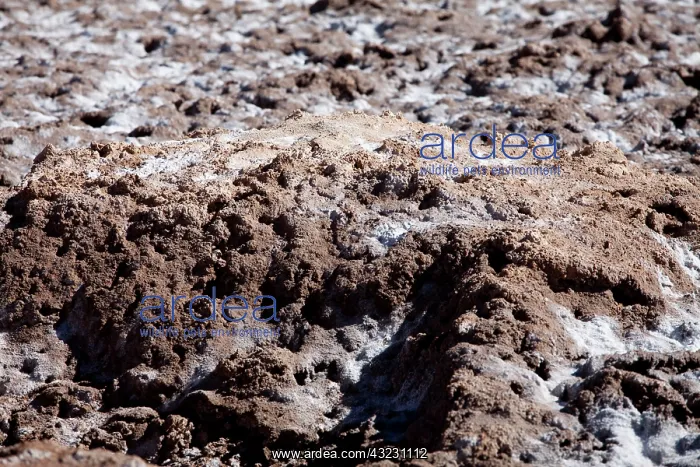 : Argentina, Province Catamarca, region Antofagasta : Argentina, Province Catamarca, region Antofagasta
