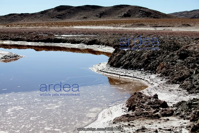 : Argentina, Province Catamarca, region Antofagasta : Argentina, Province Catamarca, region Antofagasta