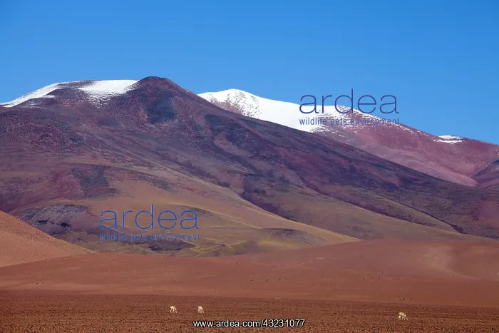 : Argentina, Province Catamarca, vicunas in : Argentina, Province Catamarca, vicunas in