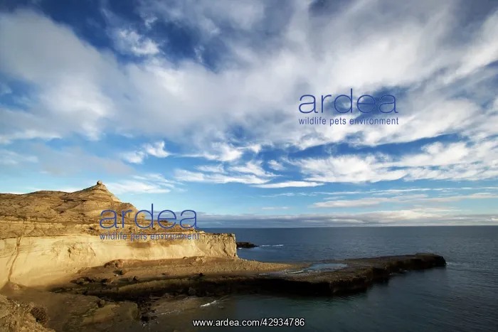 : Argentina - Province Chubut, Patagonia: Punta Piramide : Argentina - Province Chubut, Patagonia: Punta Piramide