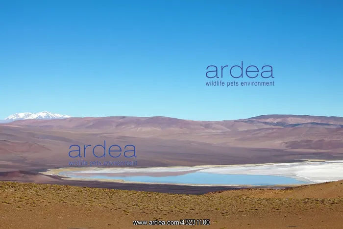 : Argentina, Province Salta, salt lake in : Argentina, Province Salta, salt lake in
