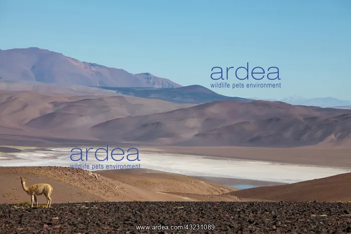 : Argentina, Province Salta, vicuna with view : Argentina, Province Salta, vicuna with view