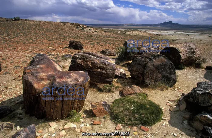 : Argentina, Province Santa Cruz - Patagonia - Petrified : Argentina, Province Santa Cruz - Patagonia - Petrified