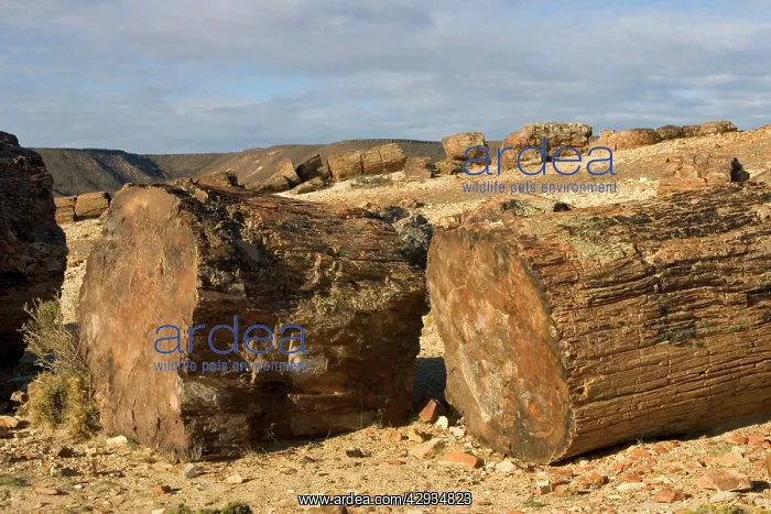 : Argentina - Province Santa Cruz - Petrified Forest : Argentina - Province Santa Cruz - Petrified Forest