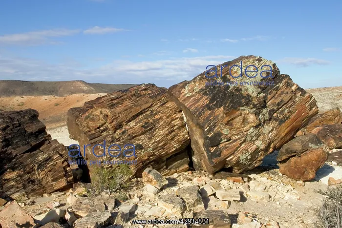: Argentina - Province Santa Cruz. Petrified Forest : Argentina - Province Santa Cruz. Petrified Forest