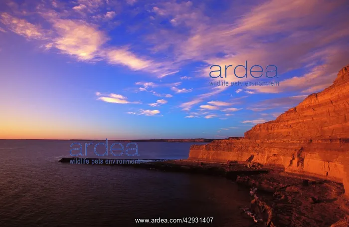 : Argentina - Punta Piramide at sunset : Argentina - Punta Piramide at sunset