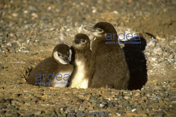 : Argentina, Punta Tombo, Chubut Province : Argentina, Punta Tombo, Chubut Province
