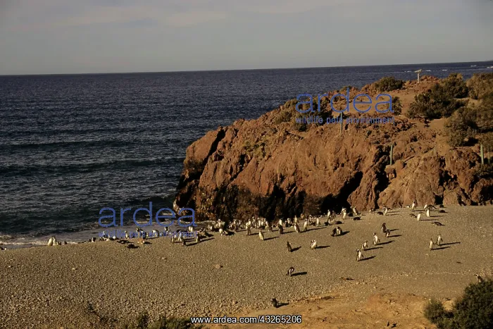 : Argentina, Punta Tombo, Chubut Province : Argentina, Punta Tombo, Chubut Province