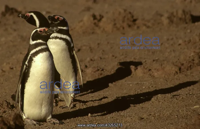 : Argentina, Punta Tombo, Chubut Province : Argentina, Punta Tombo, Chubut Province