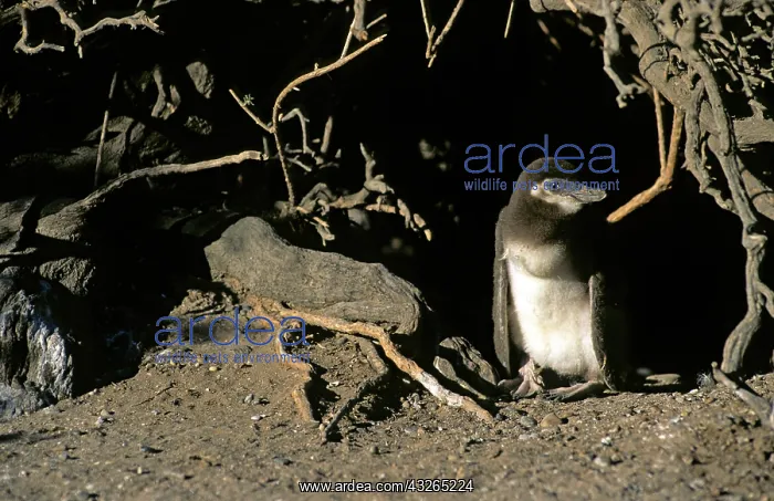 : Argentina, Punta Tombo, Chubut Province : Argentina, Punta Tombo, Chubut Province