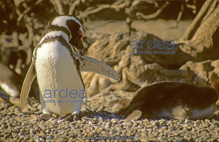 : Argentina, Punta Tombo, Chubut Province : Argentina, Punta Tombo, Chubut Province