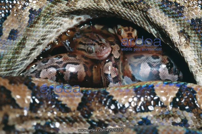 : Argentina Rainbow Boa - Young just after birth : Argentina Rainbow Boa - Young just after birth
