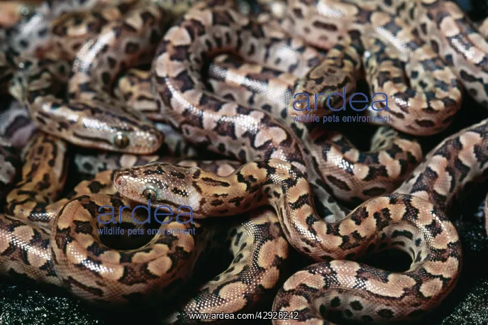 : Argentina Rainbow Boa - Young just after birth : Argentina Rainbow Boa - Young just after birth