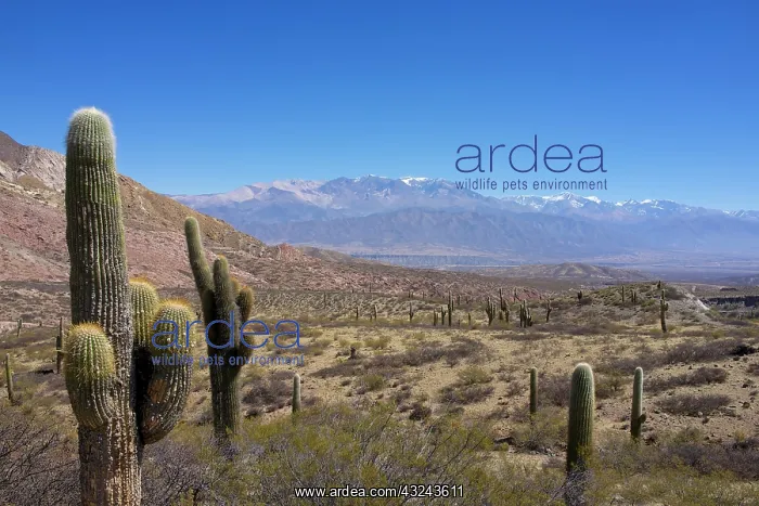 : Argentina, Salta, Cardones National Park : Argentina, Salta, Cardones National Park
