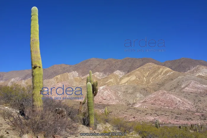 : Argentina, Salta, Cardones National Park : Argentina, Salta, Cardones National Park