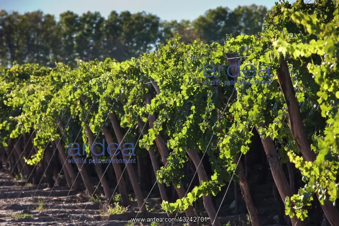 : Argentina, Salta Province, Cafayate. Vineyard : Argentina, Salta Province, Cafayate. Vineyard