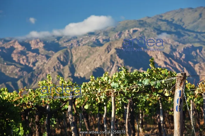 : Argentina, Salta Province, Cafayate. Vineyard : Argentina, Salta Province, Cafayate. Vineyard