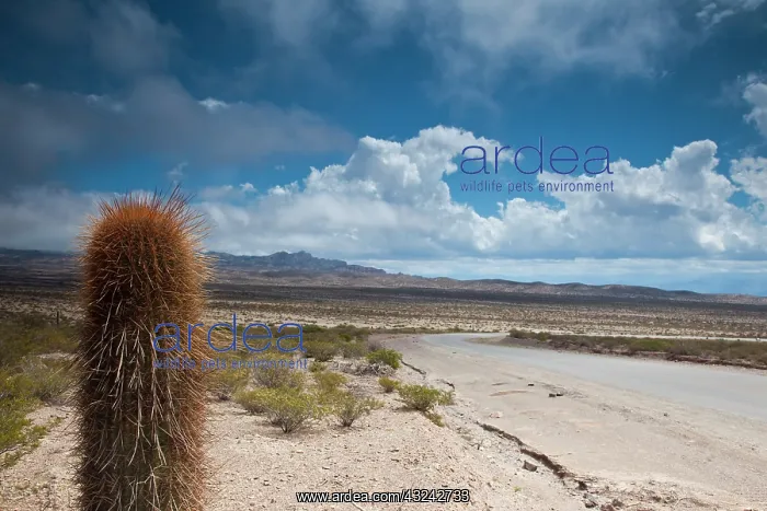 : Argentina, Salta Province, Los Cardones : Argentina, Salta Province, Los Cardones