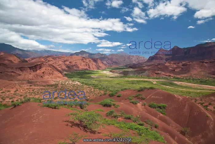 : Argentina, Salta Province, Quebrada de Cafayate : Argentina, Salta Province, Quebrada de Cafayate
