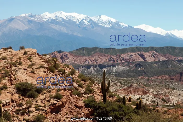 : Argentina, Salta, typical landscape of the : Argentina, Salta, typical landscape of the