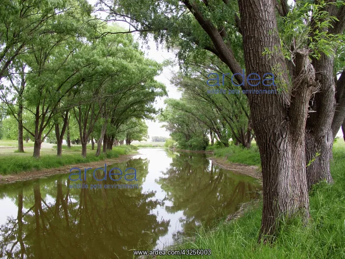 : Argentina, shaded river in the Pampa region : Argentina, shaded river in the Pampa region