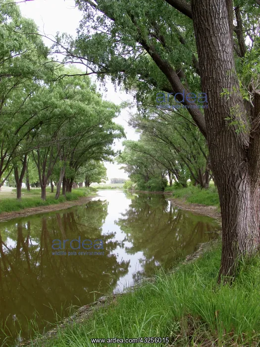 : Argentina, shaded river in the Pampa region : Argentina, shaded river in the Pampa region