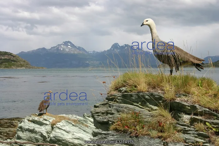 : Argentina, Tierra del Fuego National Park : Argentina, Tierra del Fuego National Park