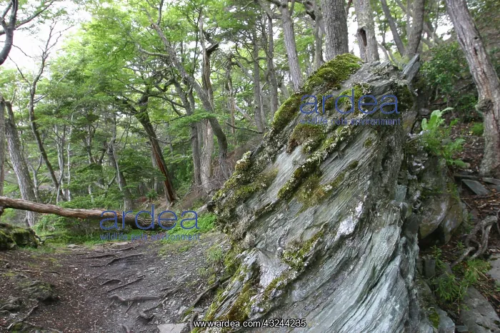 : Argentina, Tierra del Fuego National Park : Argentina, Tierra del Fuego National Park
