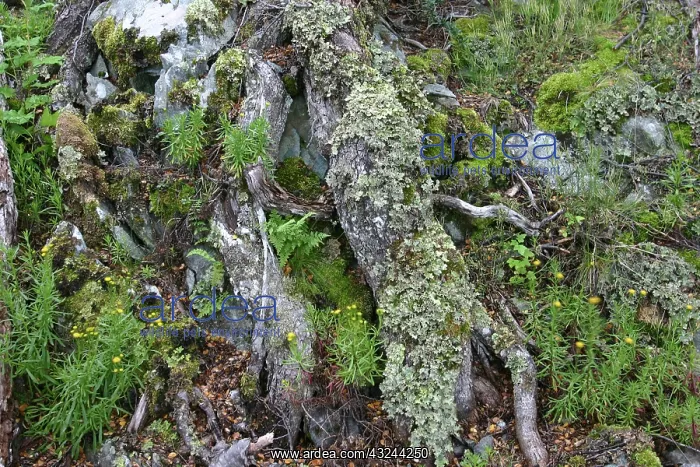: Argentina, Tierra del Fuego National Park : Argentina, Tierra del Fuego National Park